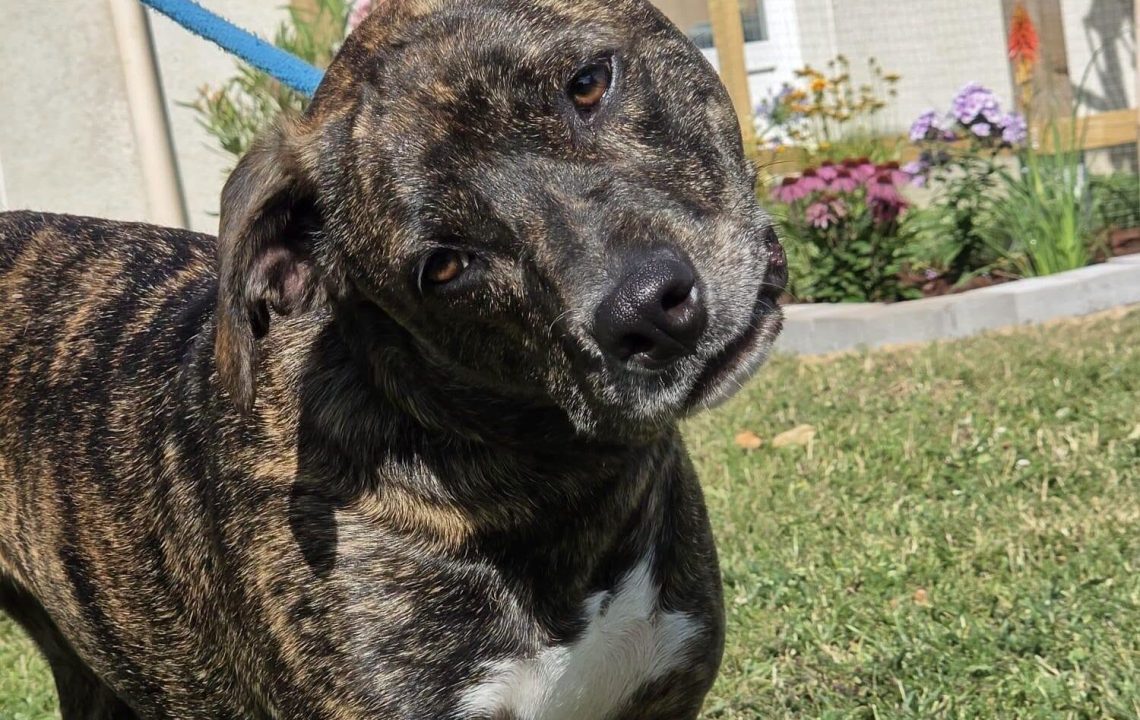 Aby jeune chien à l'adoption avec les amis d'ivar