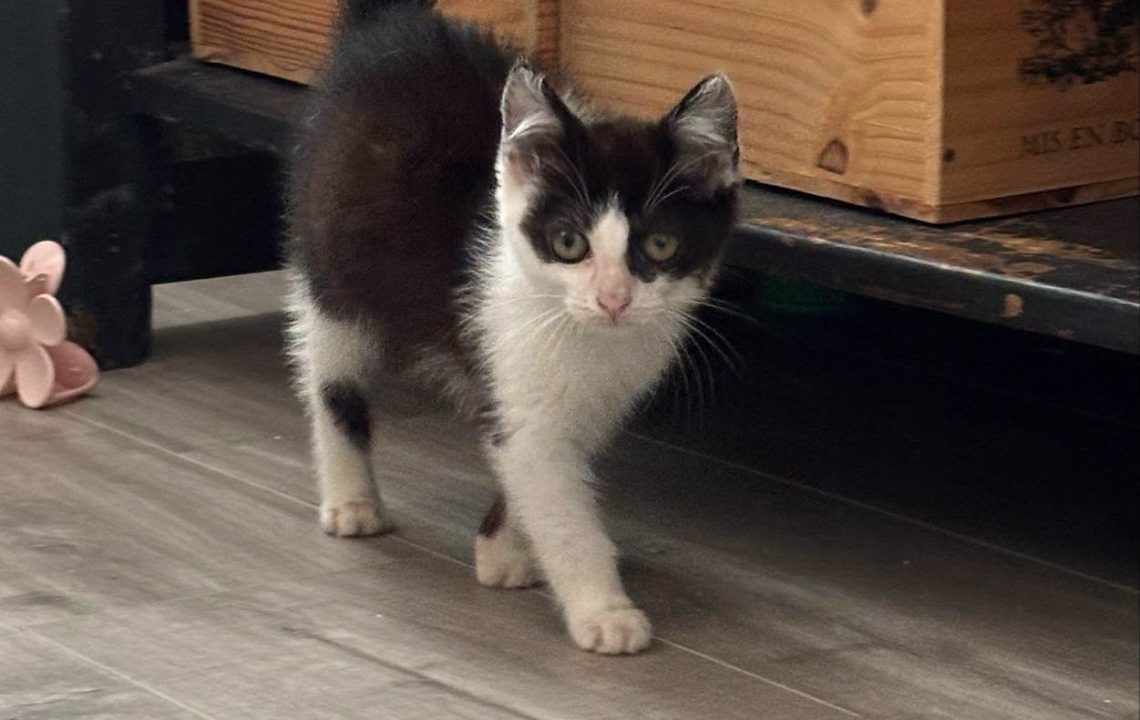 Arlo chaton à adopter avec l'association les amis d'ivar