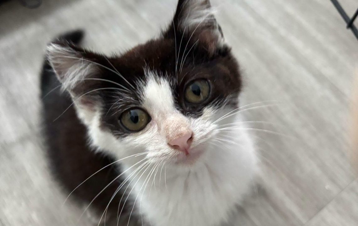 Arlo chaton à adopter avec l'association les amis d'ivar
