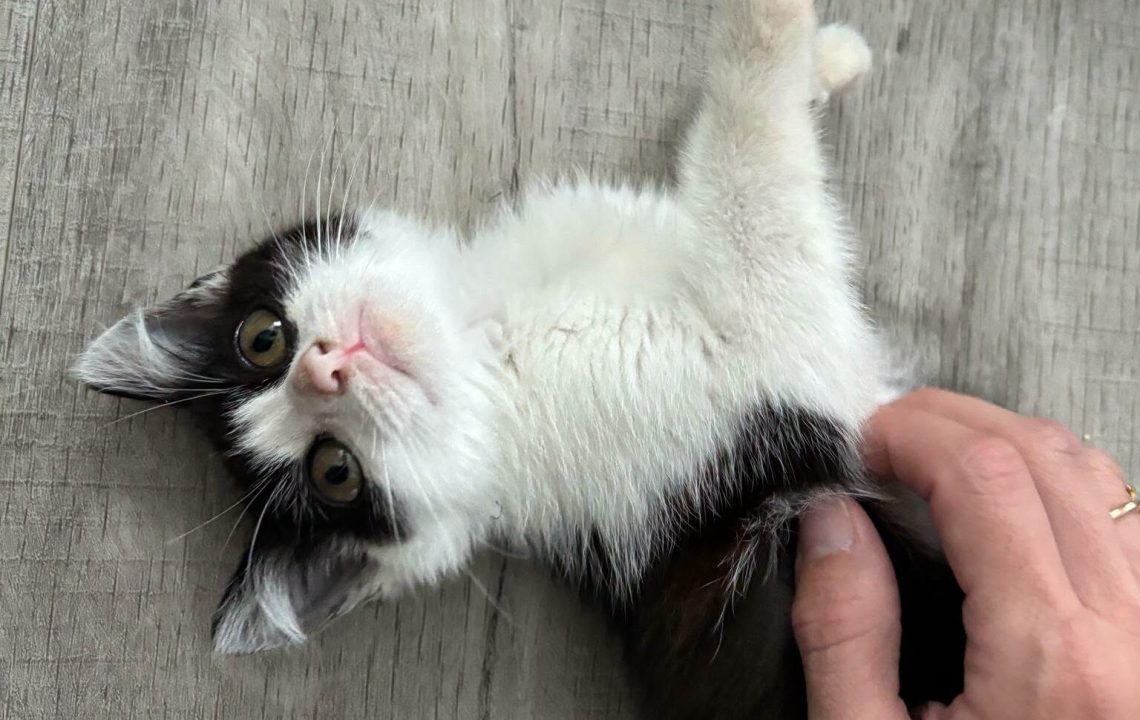 Arlo chaton à adopter avec l'association les amis d'ivar