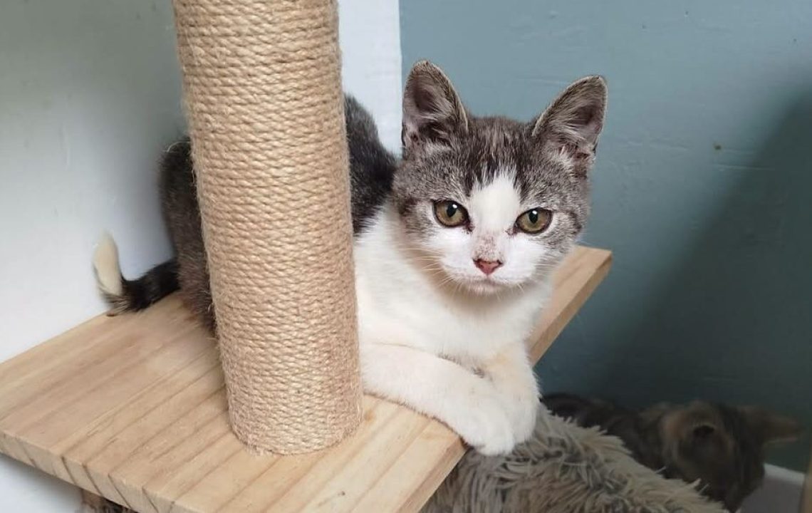 Baïa chaton à l'adoption avec les amis d'Ivar sur Caudry