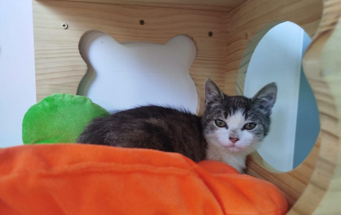 Baïa chaton à l'adoption avec les amis d'Ivar sur Caudry