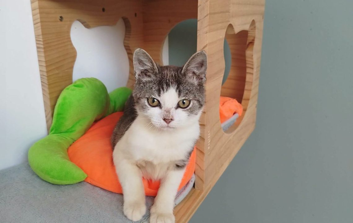 Baïa chaton à l'adoption avec les amis d'Ivar sur Caudry