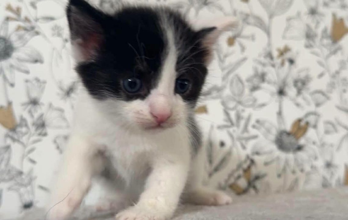 Basile chaton à l'adoption à busigny avec les amis d'ivar
