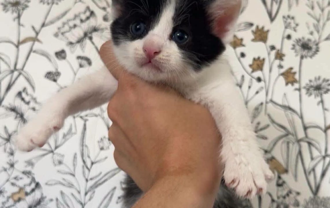 Basile chaton à l'adoption à busigny avec les amis d'ivar