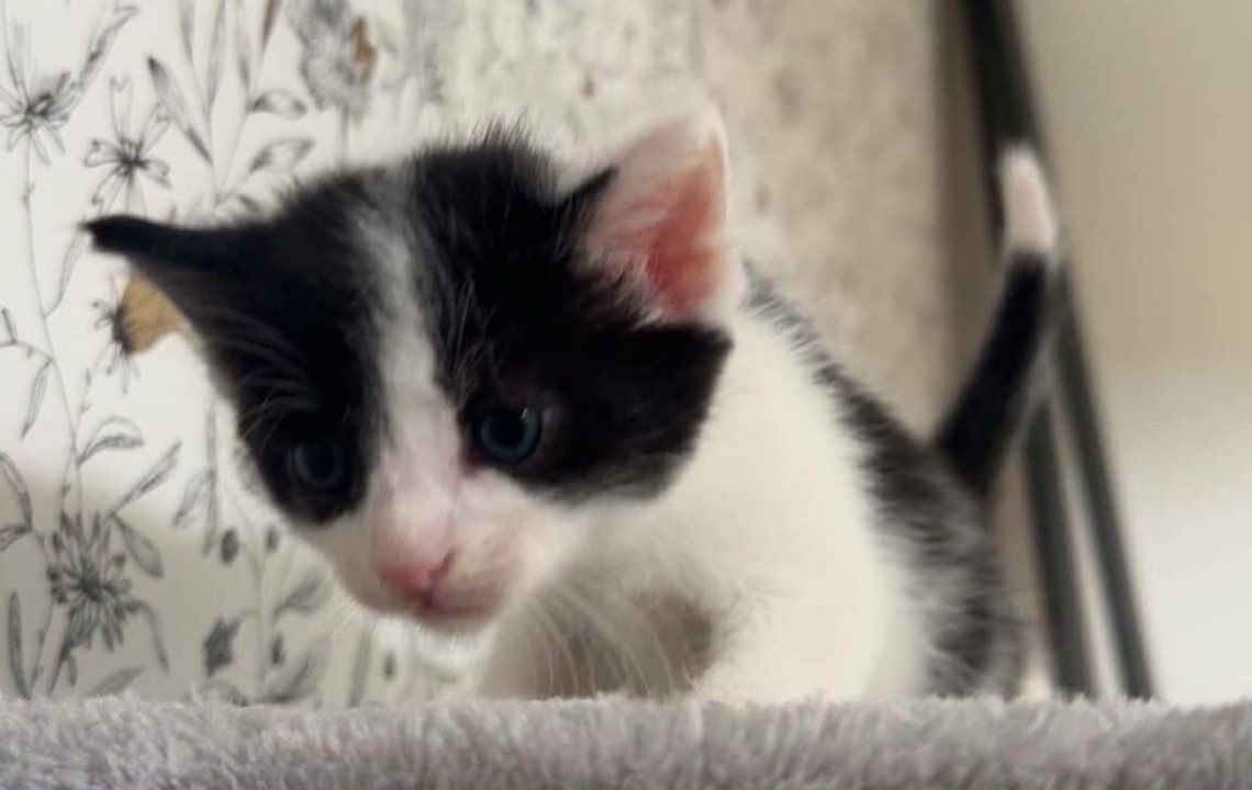 Basile chaton à l'adoption à busigny avec les amis d'ivar