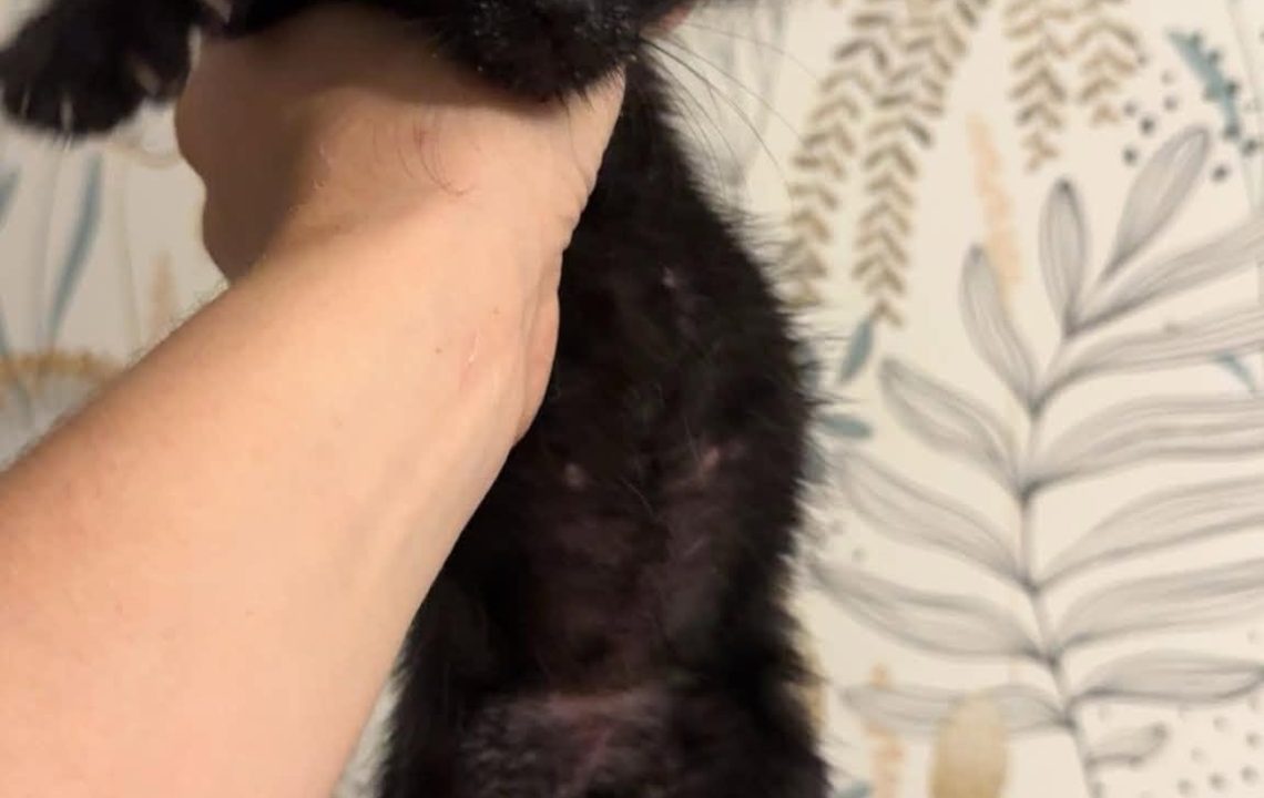 batman chaton amis d'ivar