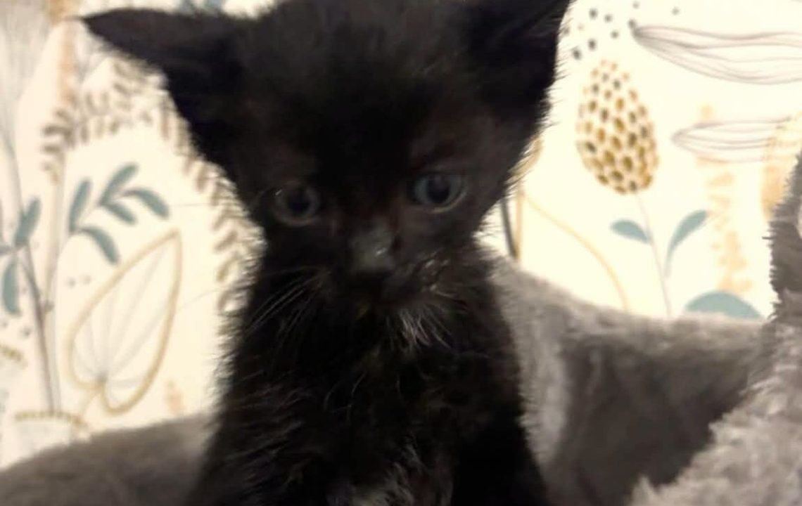 batman chaton amis d'ivar