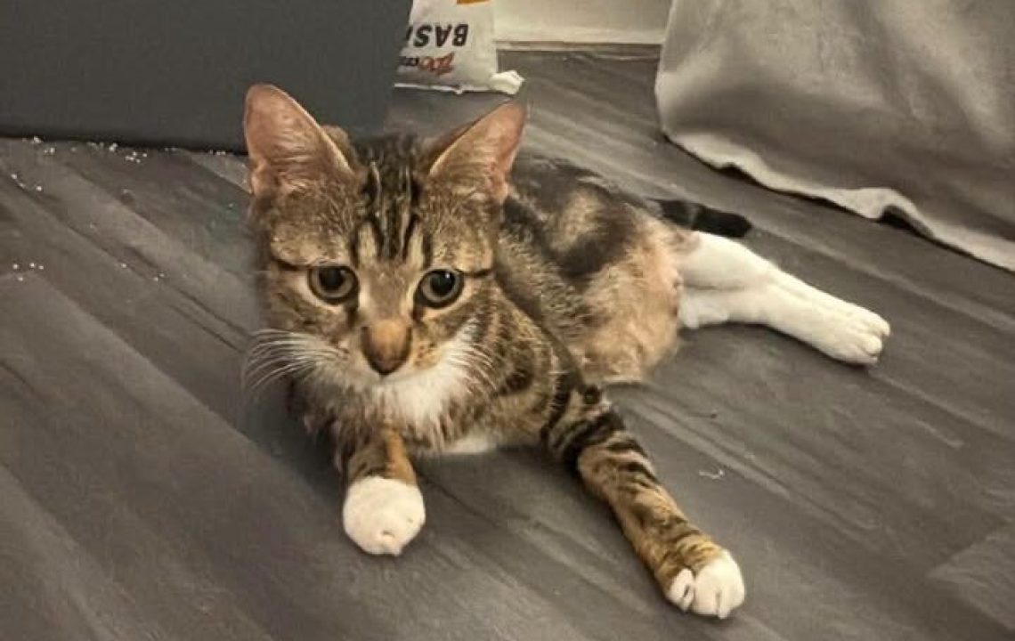 Baya à l'adoption avec les amis d'ivar