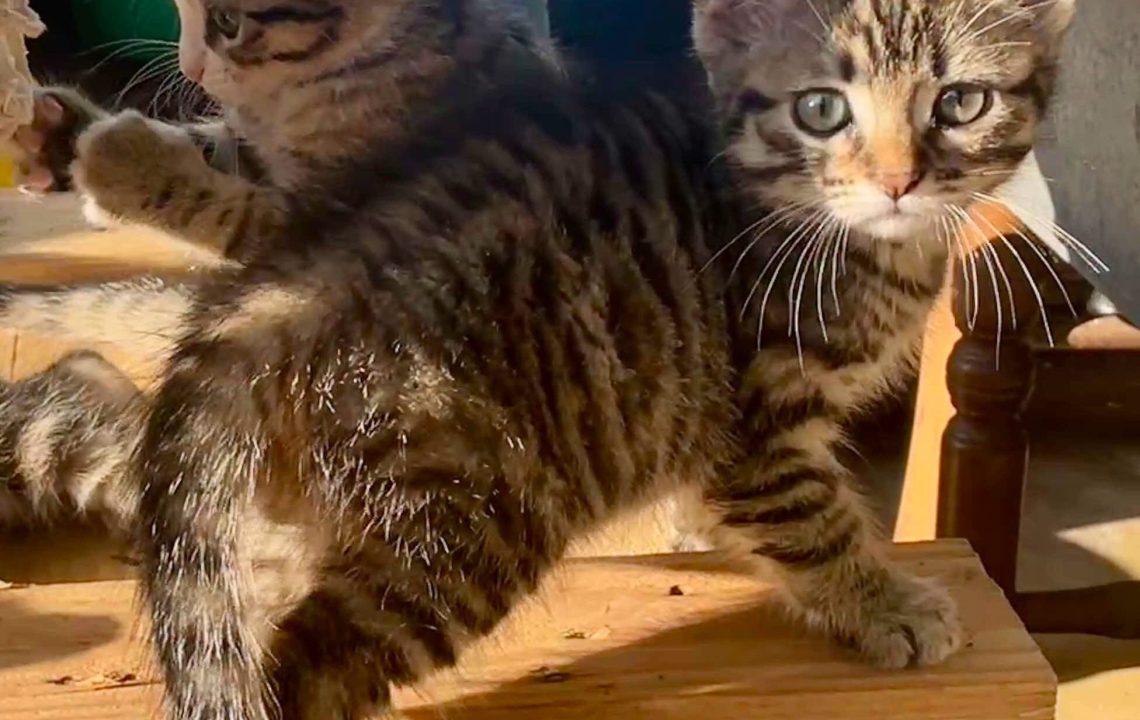 Beckerel chaton à l'adoption avec les amis d'ivar