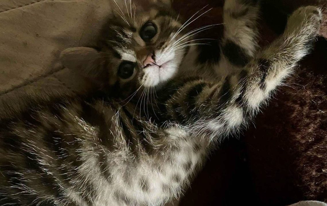 Beckerel chaton à l'adoption avec les amis d'ivar