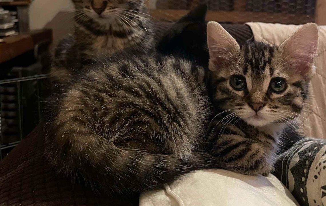 Beckerel chaton à l'adoption avec les amis d'ivar