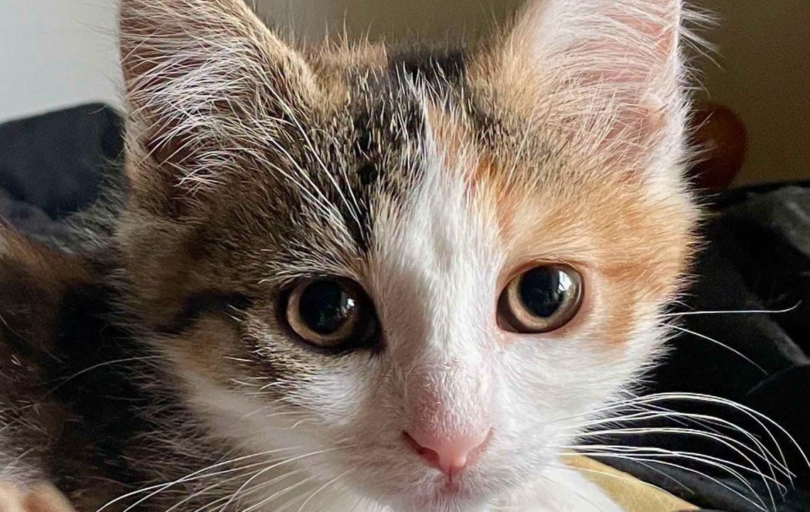 Belladone Ă l'adoption Ă Courtrizy-et-Fussigny