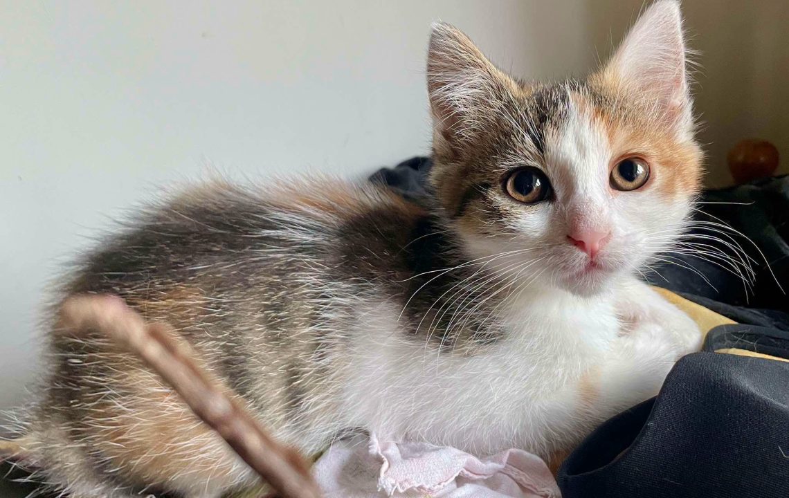 Belladone Ă l'adoption Ă Courtrizy-et-Fussigny