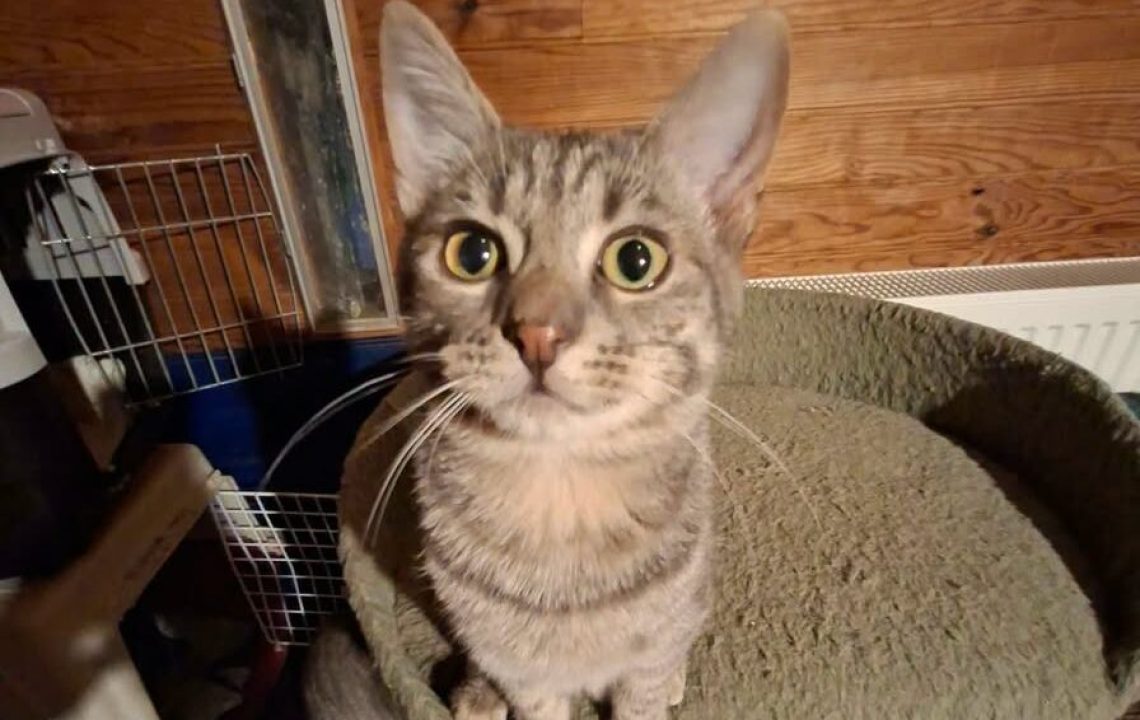 Benhur chaton à l'adoption avec les amis d'ivar