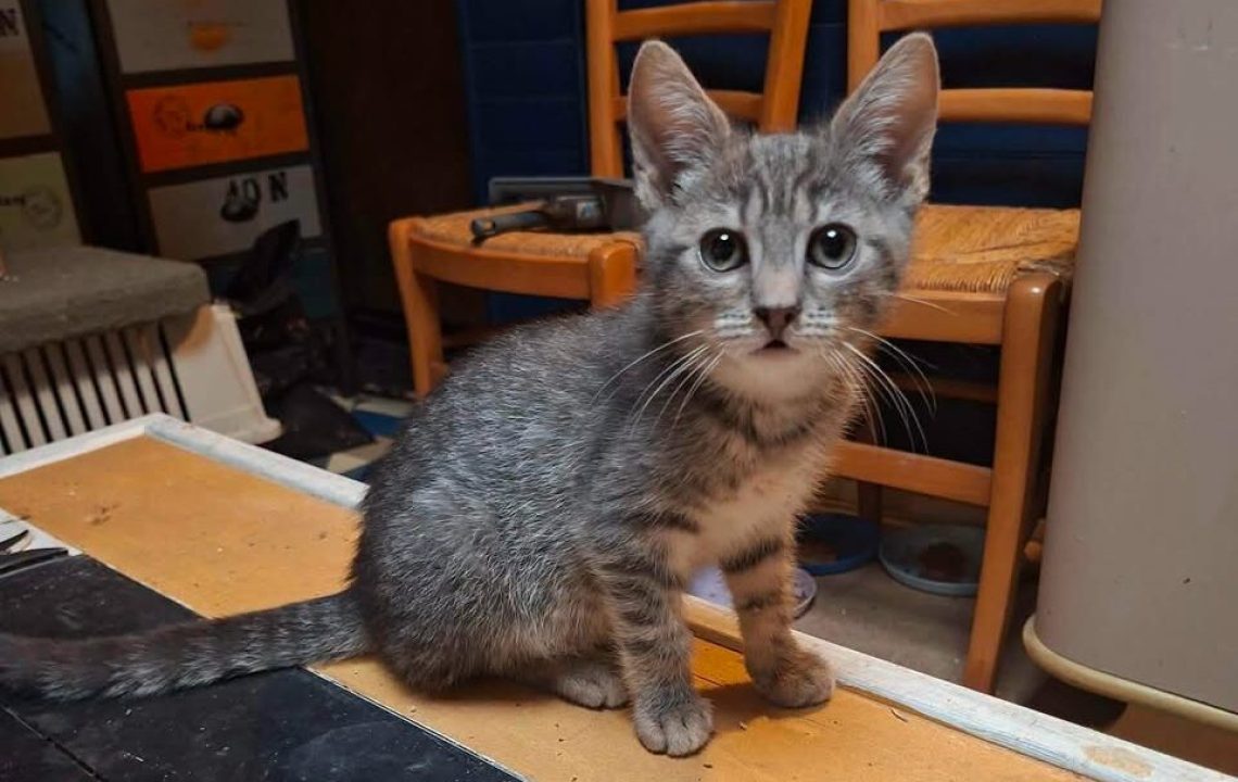 Benhur chaton à l'adoption avec les amis d'ivar