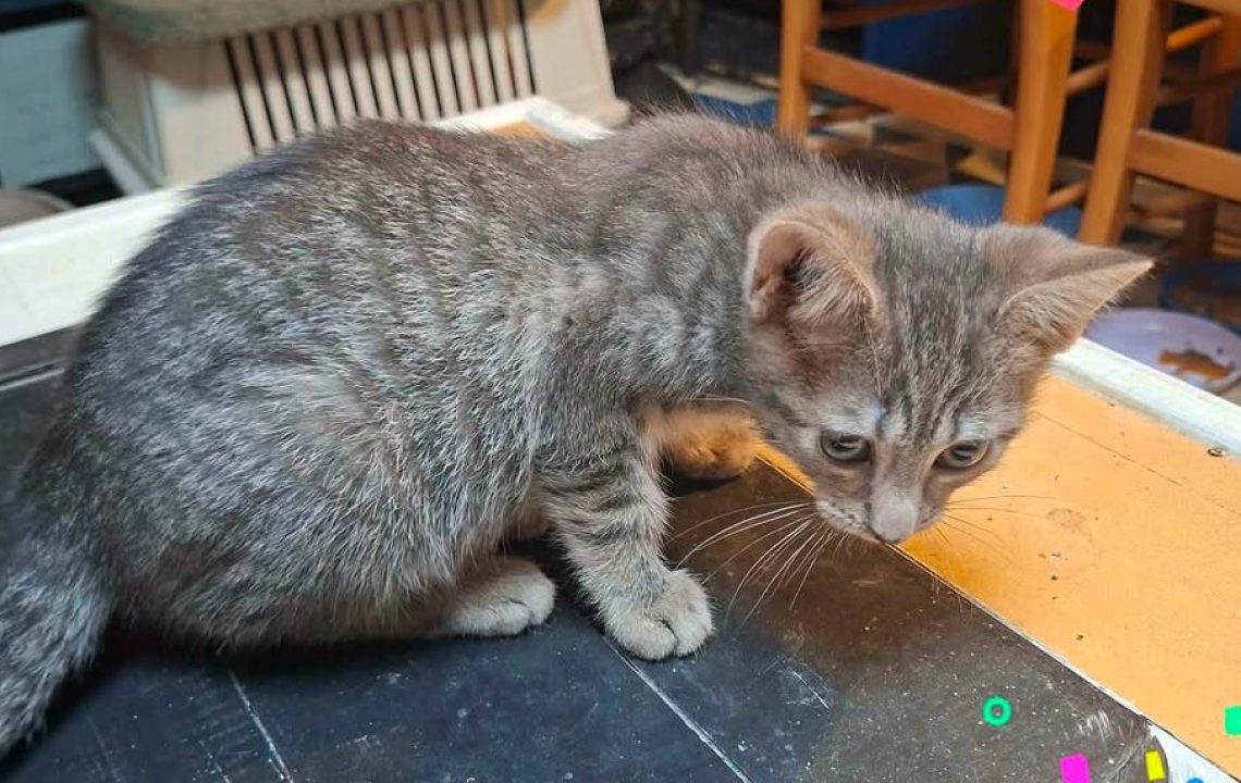 Benhur chaton à l'adoption avec les amis d'ivar