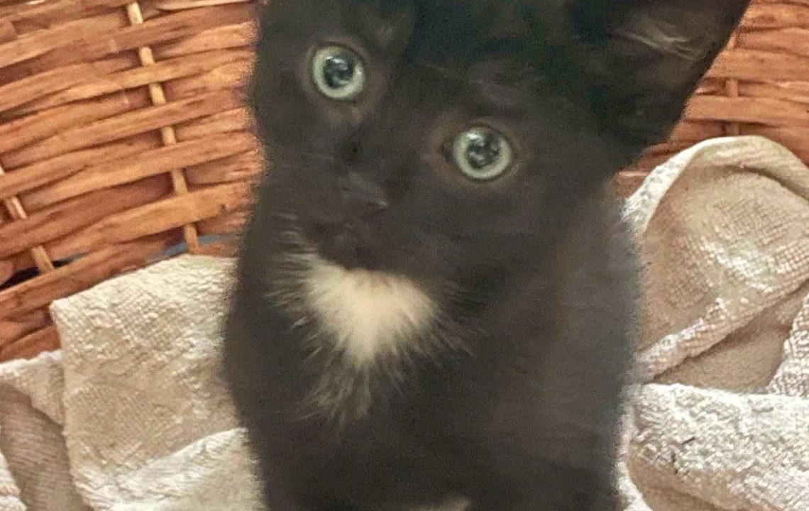 Berlioz chaton à. l'adoption à Courtrizy-et-Fussigny