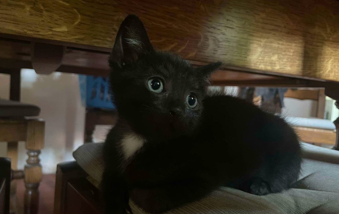 Berlioz chaton à. l'adoption à Courtrizy-et-Fussigny