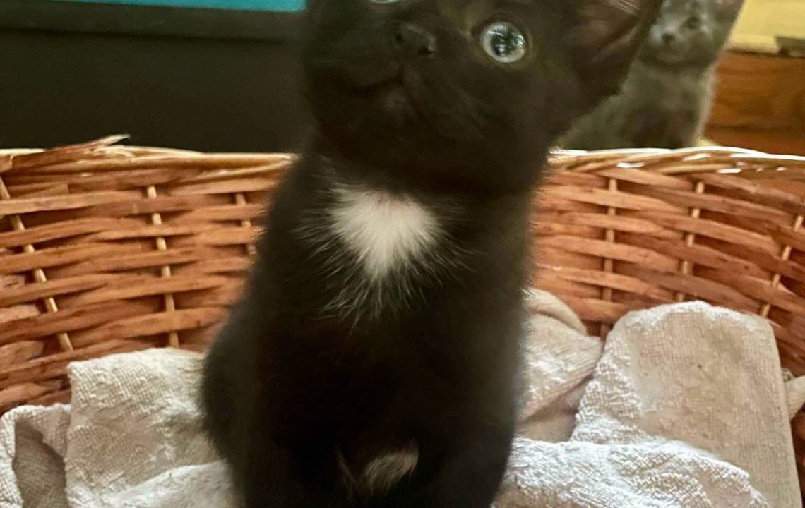 Berlioz chaton à. l'adoption à Courtrizy-et-Fussigny