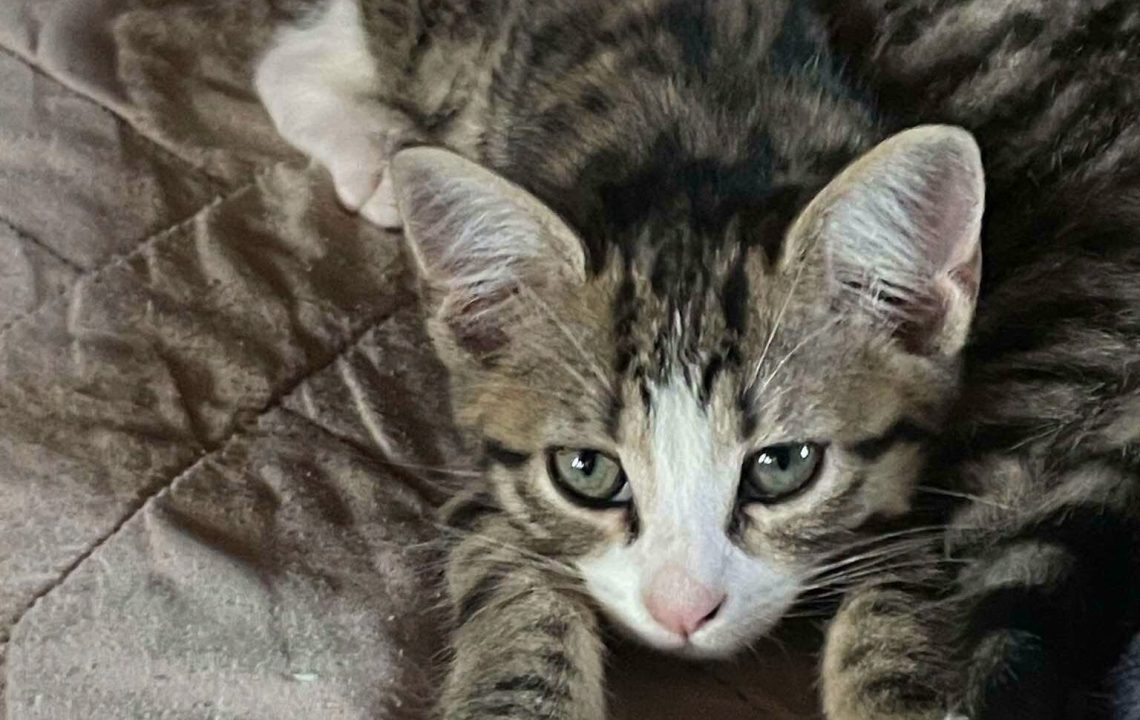 Bianca chaton à l'adoption à Courtrizy-et-Fussigny avec les amis d'Ivar