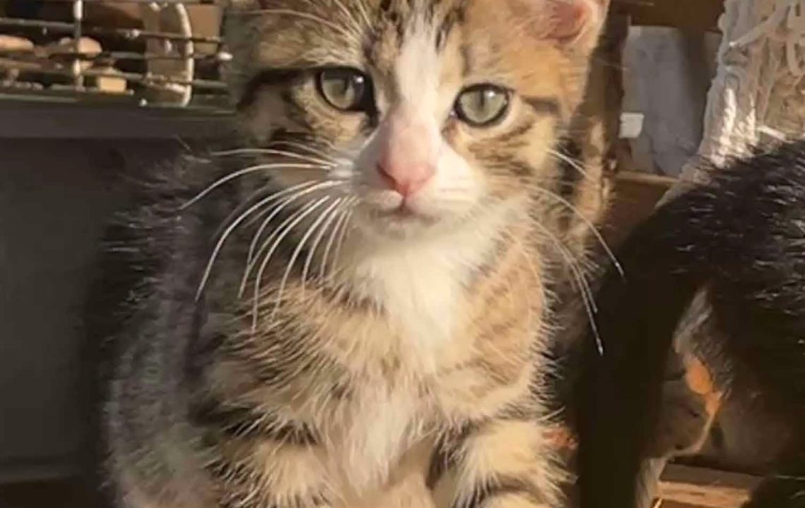Bianca chaton à l'adoption à Courtrizy-et-Fussigny avec les amis d'Ivar