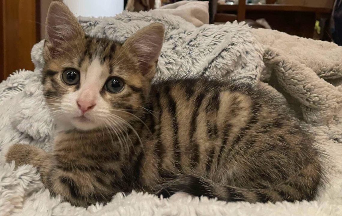 Bianca chaton à l'adoption à Courtrizy-et-Fussigny avec les amis d'Ivar