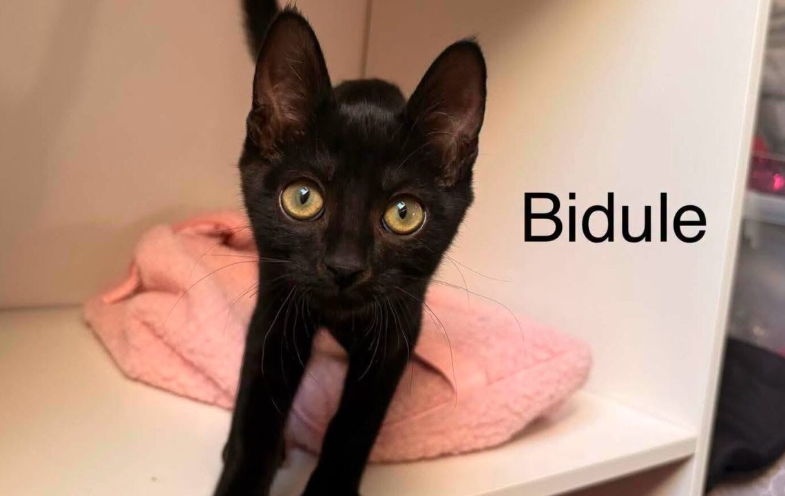 Bidule chaton noir à l'adoption avec les amis d'ivar visible à aubigny-au-bac