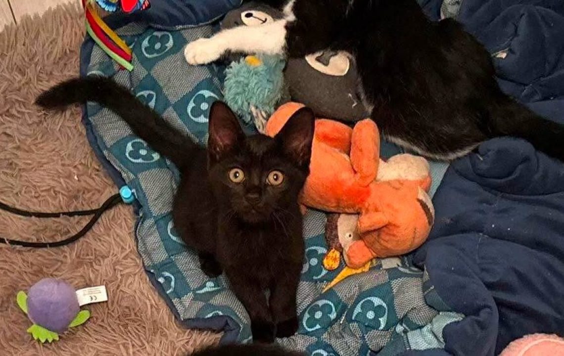 Bidule chaton noir à l'adoption avec les amis d'ivar visible à aubigny-au-bac