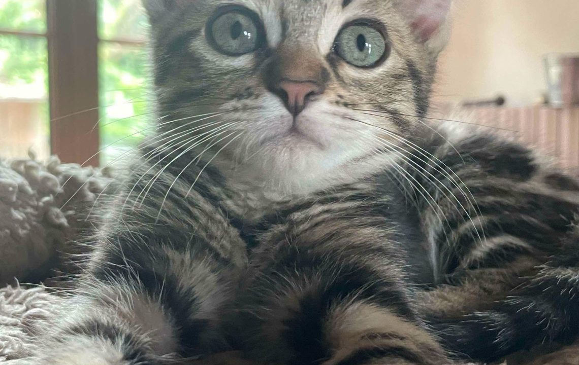 Blotched chaton à. l'adoption à Courtrizy-et-Fussigny
