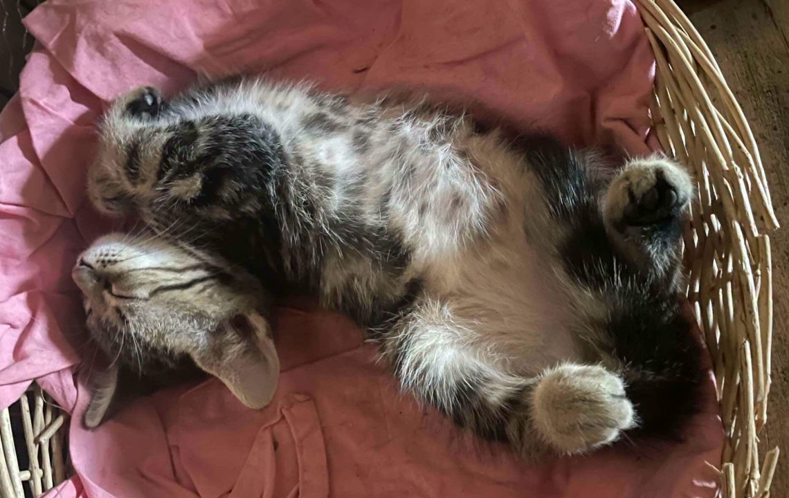 Blotched chaton à. l'adoption à Courtrizy-et-Fussigny