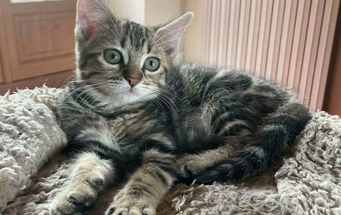 Blotched chaton à. l'adoption à Courtrizy-et-Fussigny