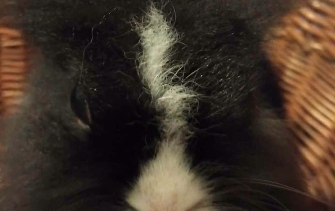 Blue-Lapin-adoption-amis-d-ivar
