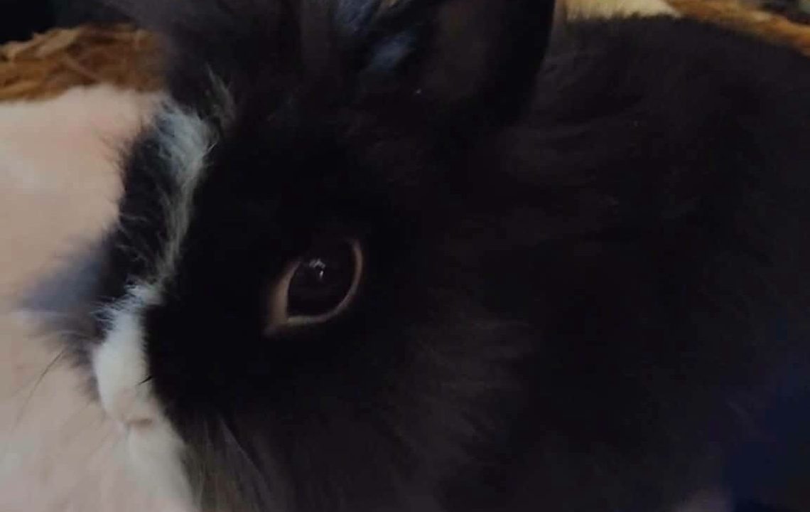 Blue-Lapin-adoption-amis-d-ivar3