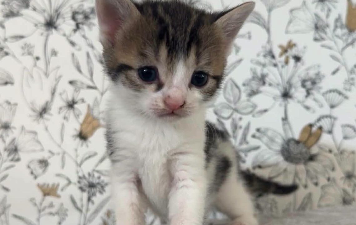 Bluey chaton de busigny à l'adoption avec les amis d'ivar