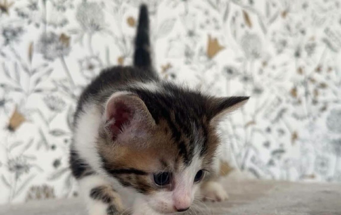 Bluey chaton de busigny à l'adoption avec les amis d'ivar