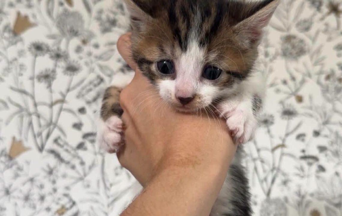 Bluey chaton de busigny à l'adoption avec les amis d'ivar