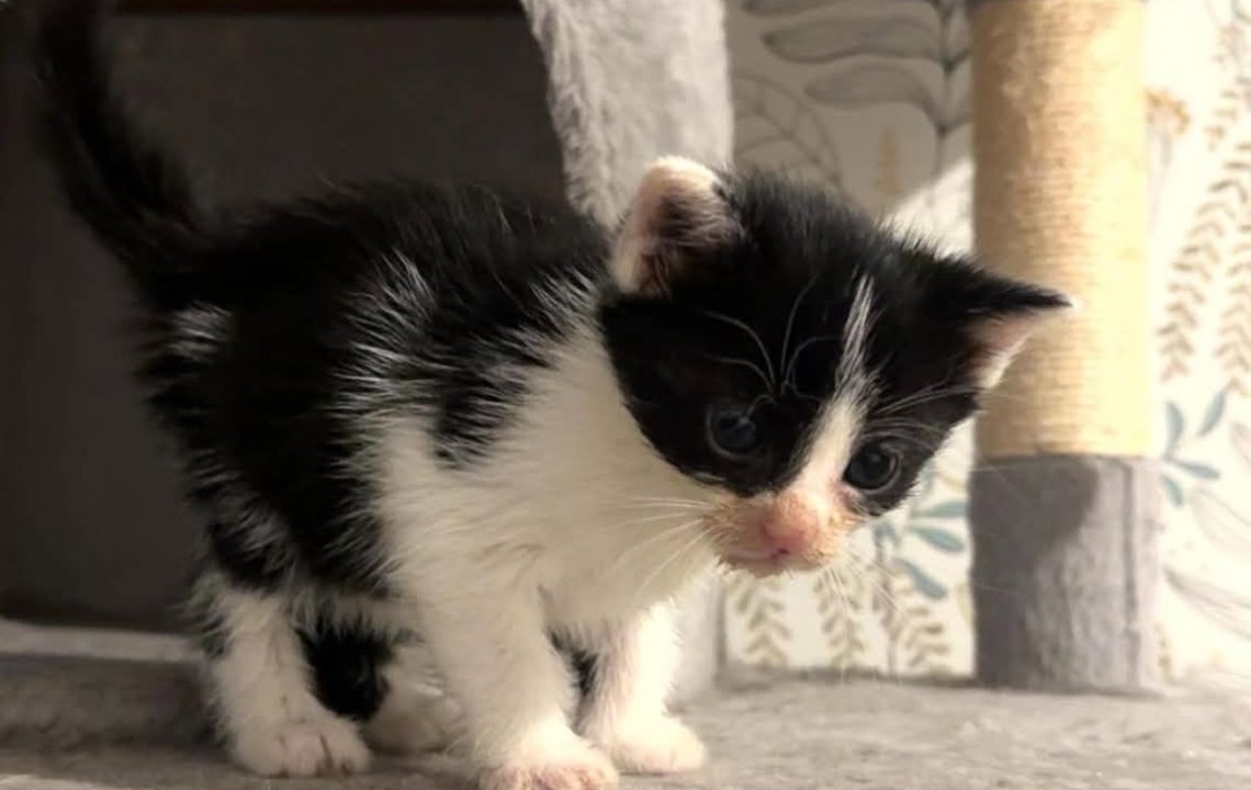 bonny chaton amis d'ivar