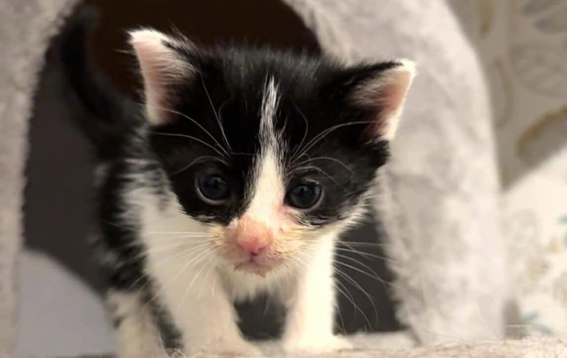bonny chaton amis d'ivar