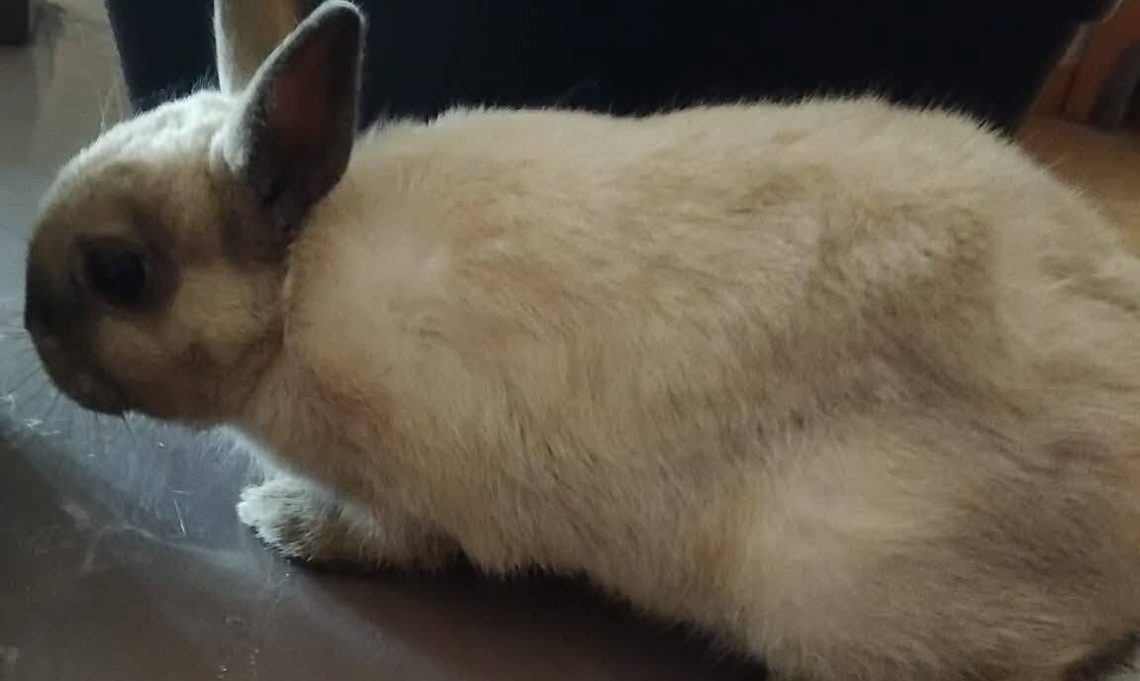 Boris petit lapin câlin à l'adoption