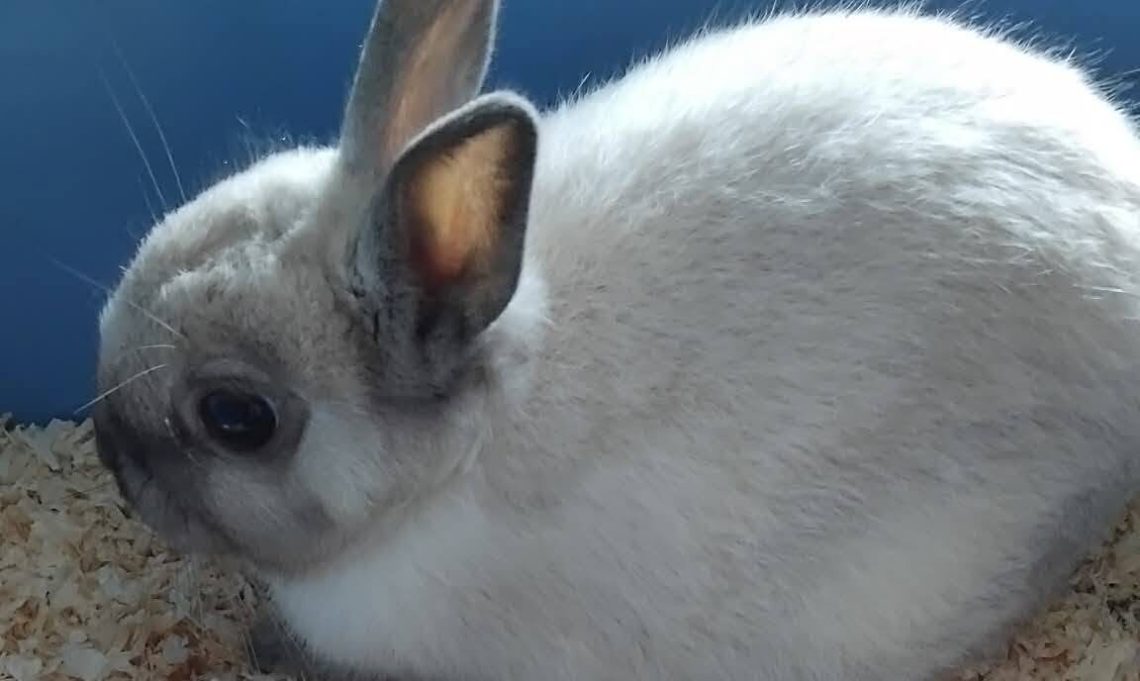 Boris petit lapin câlin à l'adoption