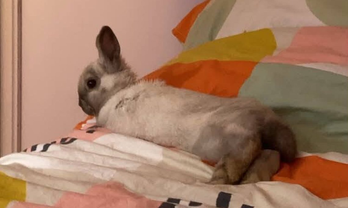 Boris petit lapin câlin à l'adoption