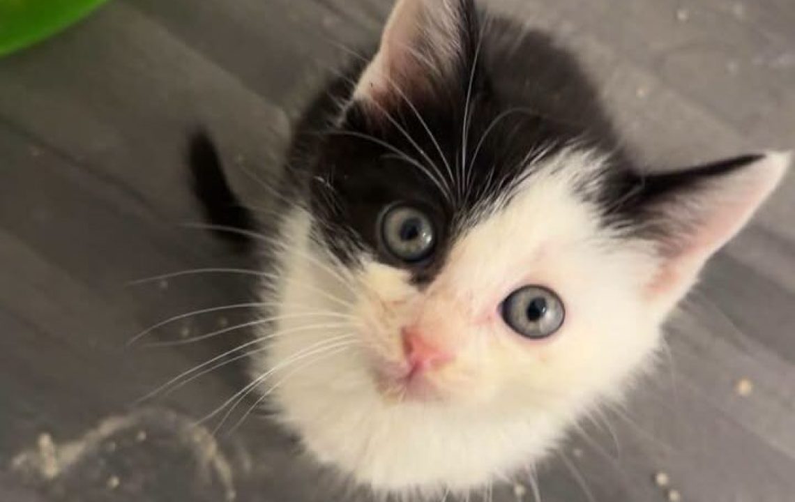 Bunny chaton à l'adoption avec les amis d'ivar