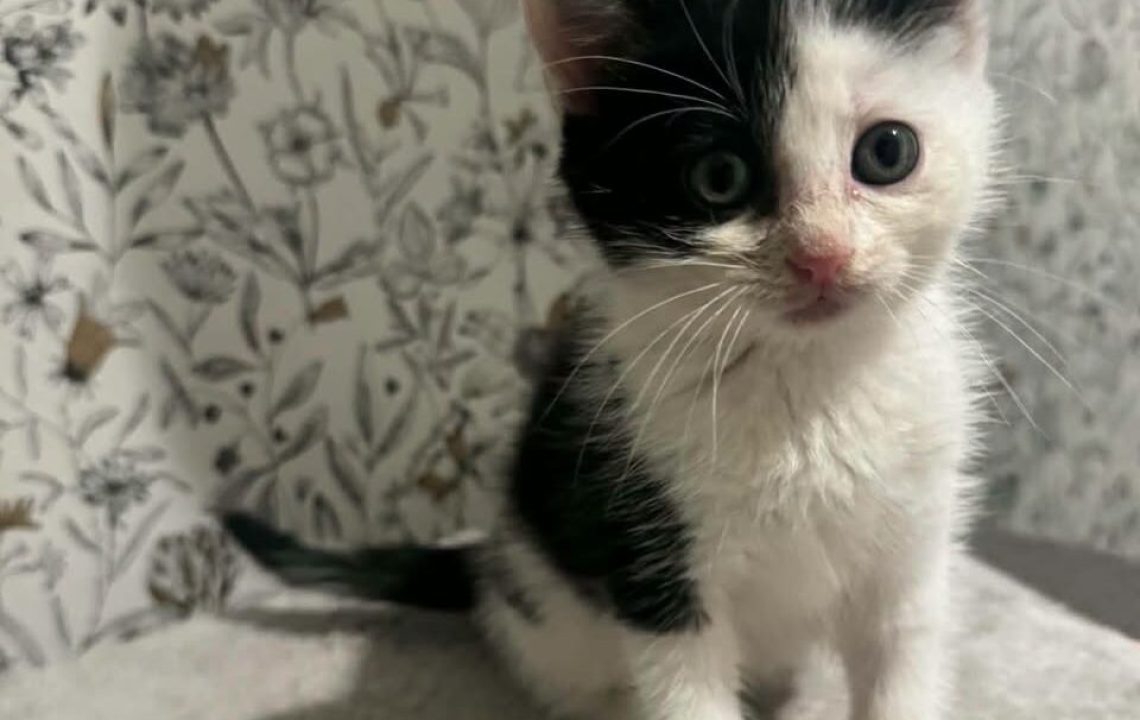 Bunny chaton à l'adoption avec les amis d'ivar