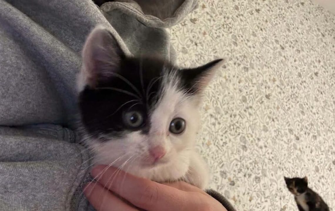 Bunny chaton à l'adoption avec les amis d'ivar