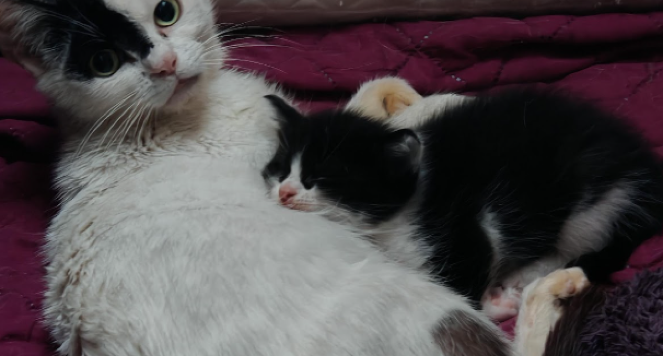 Batman_chat_femelle_adoption_les_amis_d_ivar
