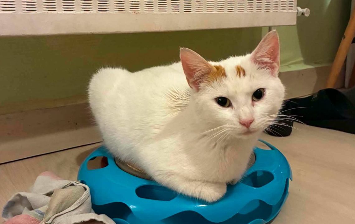 Jeune chatte de moins d'un an, timide mais profondément attachante