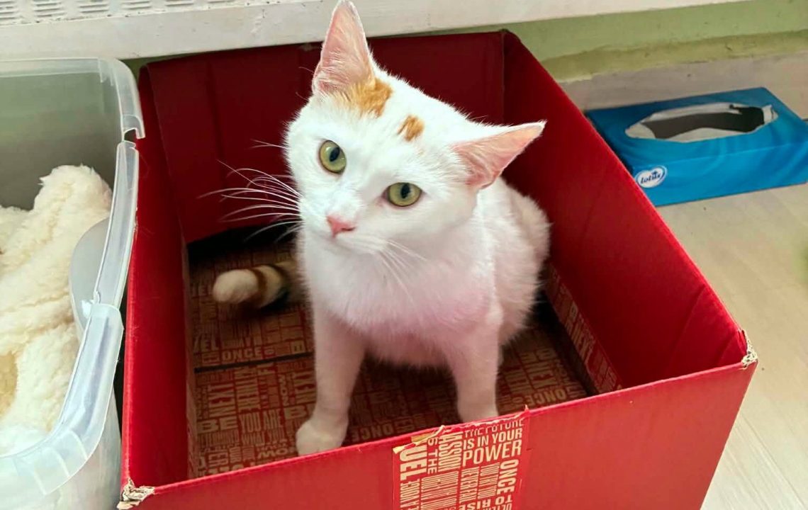 Jeune chatte de moins d'un an, timide mais profondément attachante