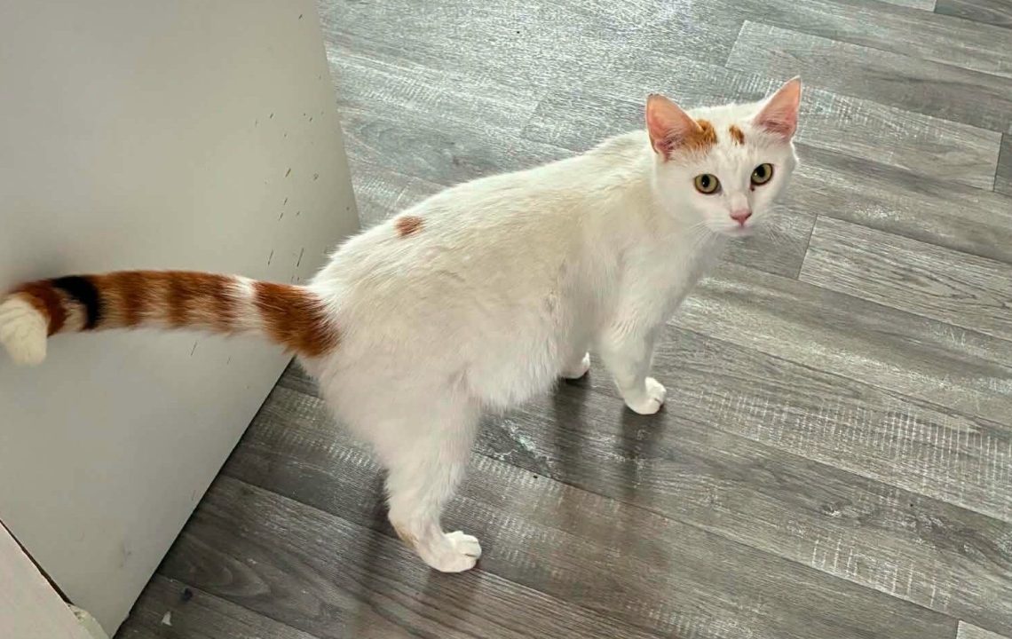 Jeune chatte de moins d'un an, timide mais profondément attachante
