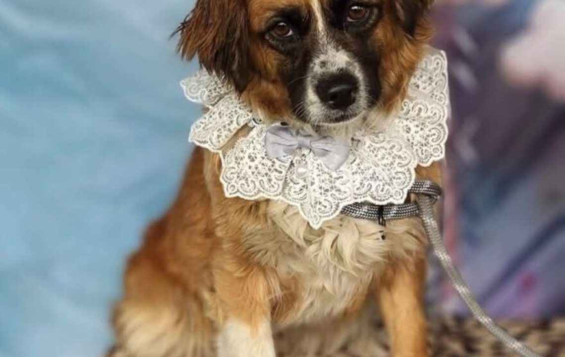 Demoiselle chien attend sa famille depuis la roumanie
